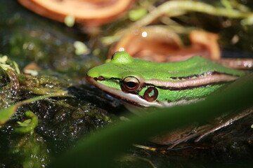 frog in the pond