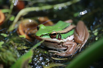 frog in the pond