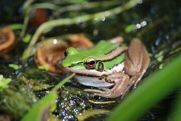 frog in the pond