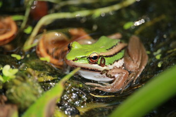 frog in the grass