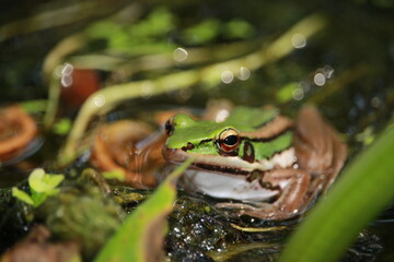 frog in the pond