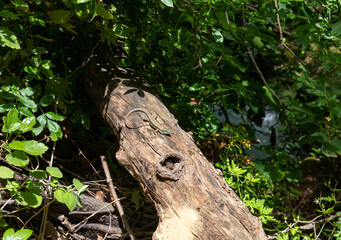 Obraz premium Forest lizard sits on a tree trunkin a Hermon Stream Nature Reserve in northern Israel