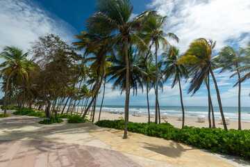 Naklejka na ściany i meble Lonely beach, with the blue sea and many coconut trees. tropical beach. radiant sun and heat