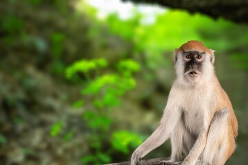 Beautiful endangered and rare monkey on the nature background