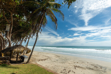 Lonely beach, with the blue sea and many coconut trees. tropical beach. radiant sun and heat

