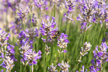 striped bumblebees and bees collect nectar and pollinate purple lavender flowers