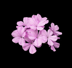 Fototapeta na wymiar Cape lead wort or White plumbago flowers. Close up pink beautiful flower bouquet isolated on black background.