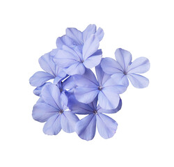 White plumbago or Cape leadwort flowers. Close up blue flowers bouquet isolated on white background.