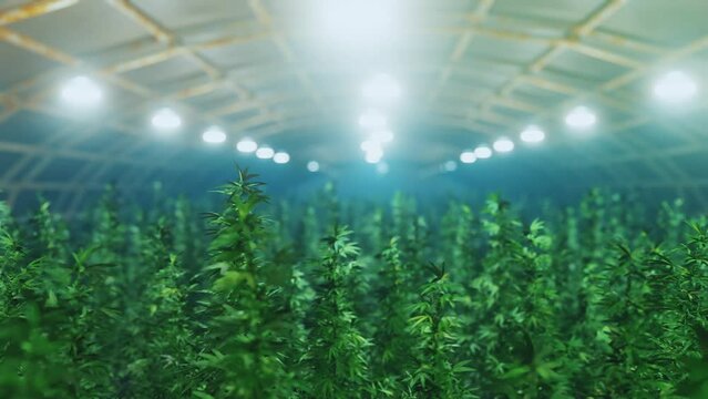 Cannabis hemp indoor farm, medical marijuana plants growing. Concept of marijuana farming, herb plantation, organic agriculture