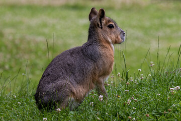 Ein Großer Mara in der Seitenansicht auf einer Wiese sitzend