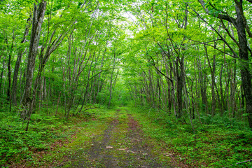緑が美しい林道