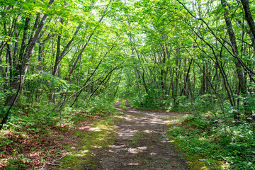 緑が美しい林道