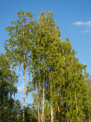 birches with green foliage