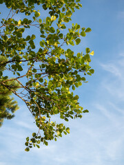 green foliage of alder