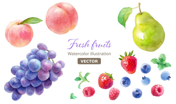 フレッシュな3種のベリー（ラズベリー、ストロベリー、ブルーベリー）と桃、葡萄、梨の水彩イラスト。ベクター。