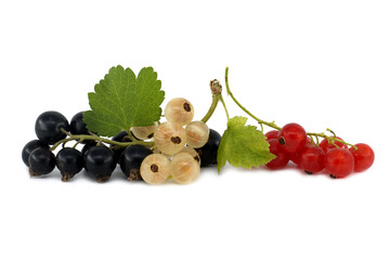 Blackcurrant, redcurrant and white currant on white