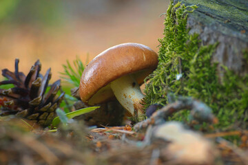Fruitbodies of Suillus variegatus mushroom