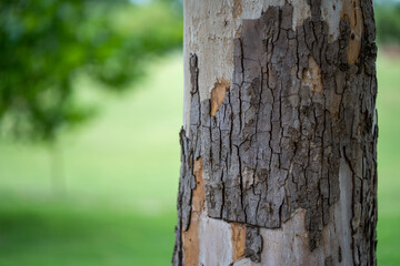 Tree bark