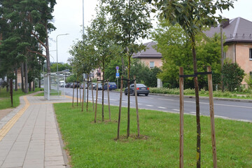 Newly planted trees at roadside, with three stakes for support Perspective of the street in the city, parked cars, buildings.