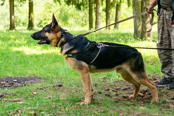 Shepherd training for aggression, with dog handlers in the forest.