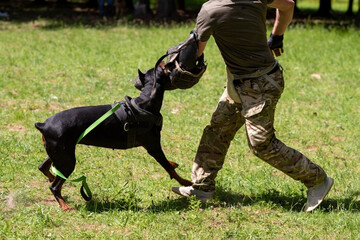 Doberman attacking dog handler during aggression training.