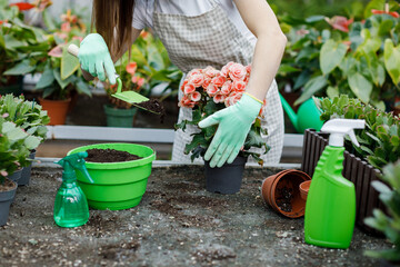 Close up of young woman transplants plants and takes care of flowerpots in greenhouse.