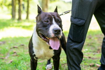 Pitbull dog in the forest for a walk.