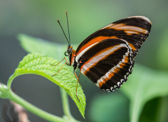 Orange Banded Butterfly