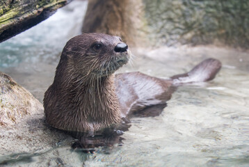 River otter in the water