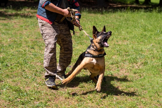 German Shepherd attacking dog handler during aggression training.
