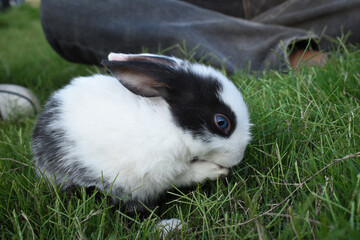 Cute little pet rabbit in lawn licking front leg among people