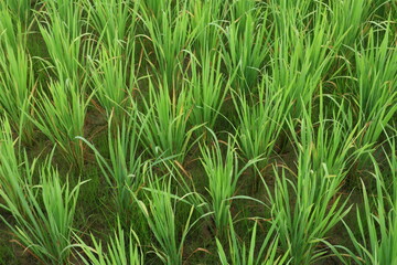 rice paddies in the fields