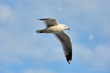 a seagull soaring in a blue sky with clouds