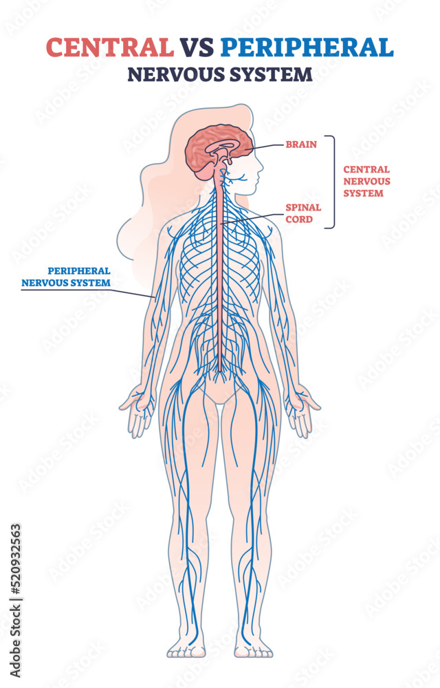 Sticker Central vs peripheral nervous system anatomy comparison outline diagram. Labeled educational scheme with human body brain, spinal cord and CNS location vector illustration. Medical physiology model.