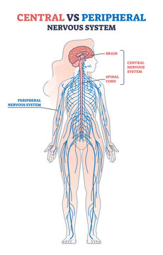 Central vs peripheral nervous system anatomy comparison outline diagram. Labeled educational scheme with human body brain, spinal cord and CNS location vector illustration. Medical physiology model.
