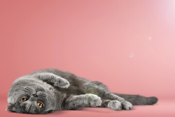 Senior cat lying sideways on colored background. Stretched out and relaxed enjoying live.
