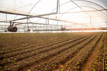 Green lettuce sprout in greenhouse with sunlight, irrigation hoses between rows of beds. Concept agriculture farm