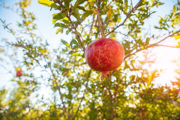 Closeup taste garnet fruit of red organic pomegranate tree in garden