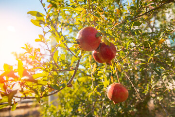 Closeup taste garnet fruit of red organic pomegranate tree in garden with sunlight