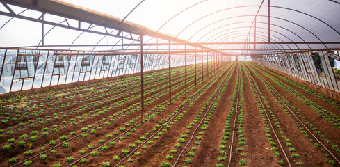 Green lettuce sprouts in greenhouse with sunlight, irrigation hoses between rows of beds. Concept agriculture farm banner