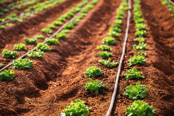 Green lettuce sprout in greenhouse, irrigation hoses between rows of beds, top view