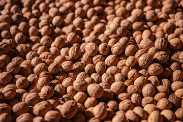 Background of fresh walnuts with shells dry in sun