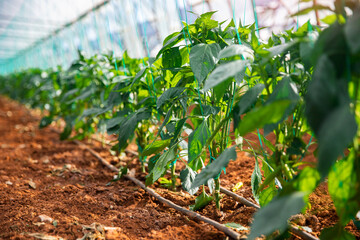 Natural food of horticulture factory. Industrial greenhouse to grow pepper vegetables