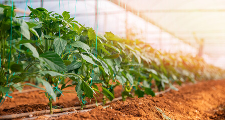 Banner Industrial greenhouse to grow pepper vegetables. Natural food of horticulture factory
