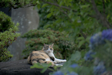 外猫