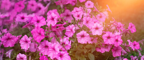 supertunia, petunia, różowe kwiaty w promieniach słońca, Pink petunias flower - obrazy, fototapety, plakaty