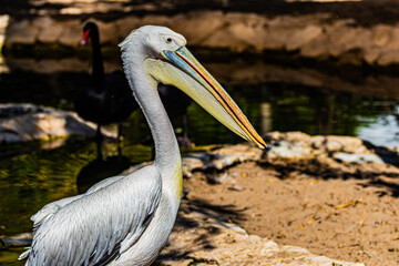 portrait pelican on the beach