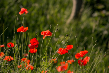 Naklejka premium Close up of red poppy field illuminated in backlit by low lying sun just before sunset / after sun rise.