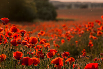 Fototapeta na wymiar Close up of red poppy field illuminated in backlit by low lying sun just before sunset / after sun rise.