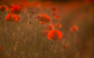 Obraz premium Close up of red poppy field illuminated in backlit by low lying sun just before sunset / after sun rise.